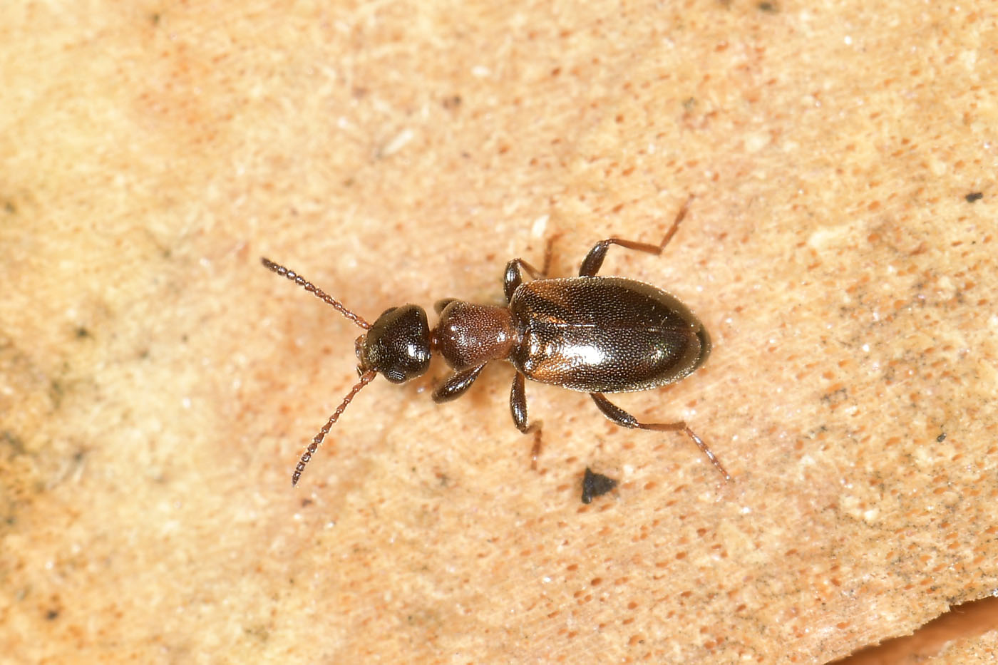 Anthicidae: Omonadus floralis?  S